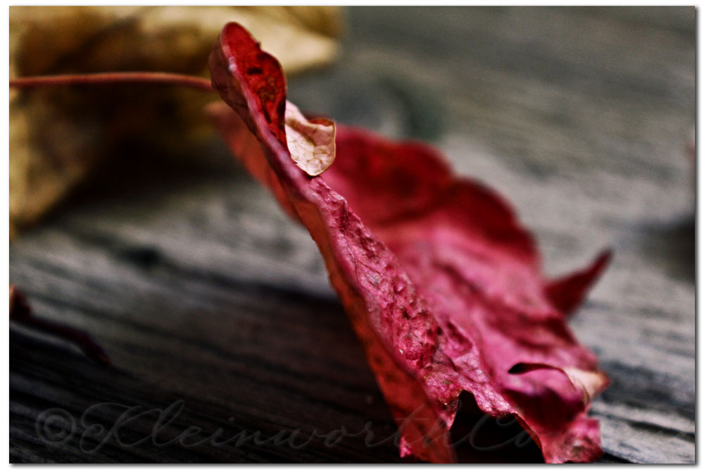 Fall Colors in Nevada- Red