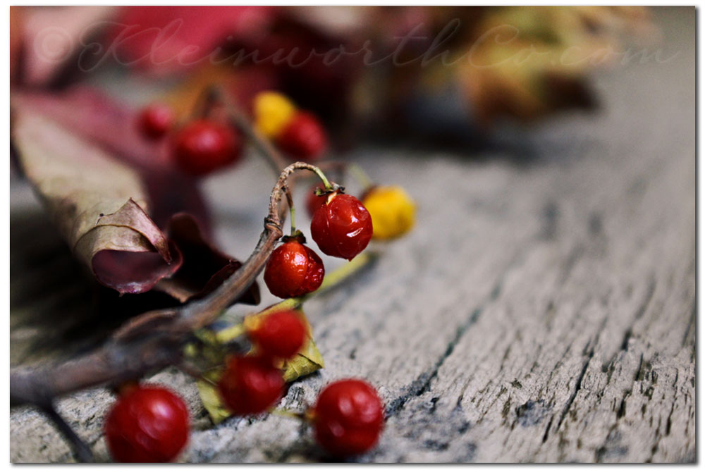 Fall Colors in Nevada- Red