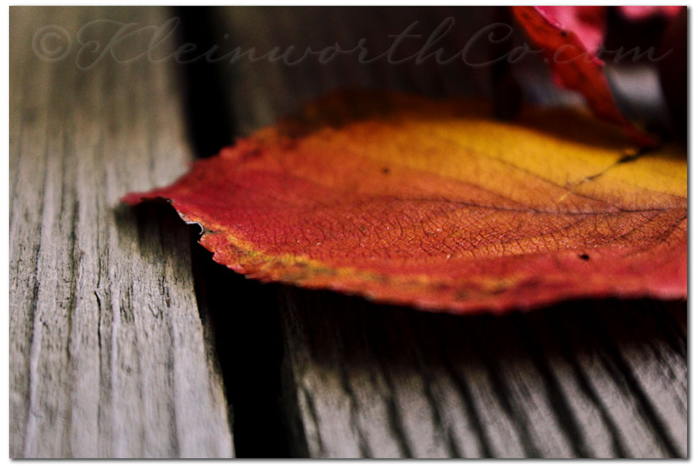 Fall Colors in Nevada- Red