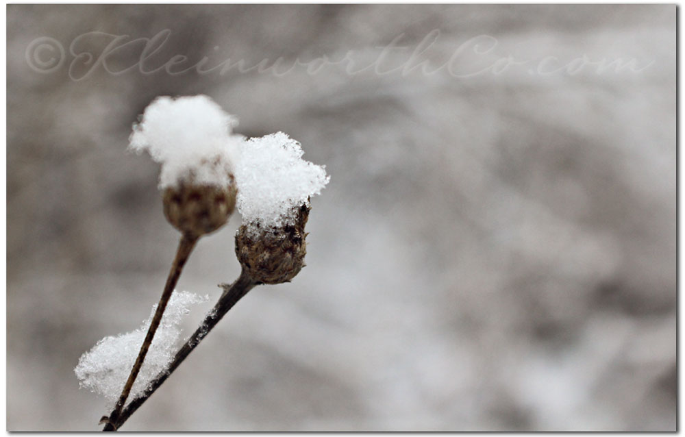 Peaceful Winter Serenity 