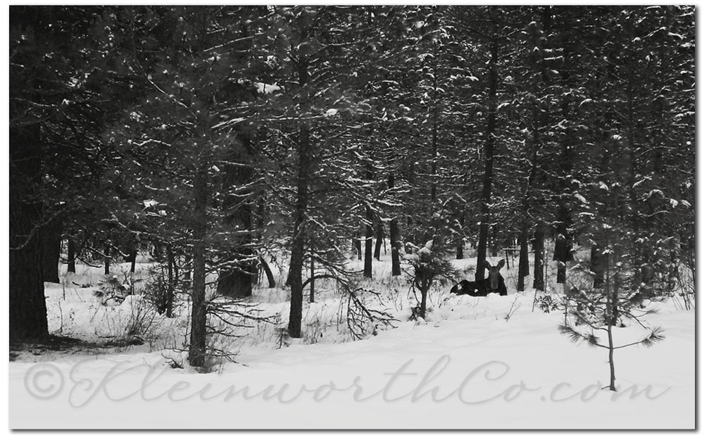 You'll Find Moose Here
