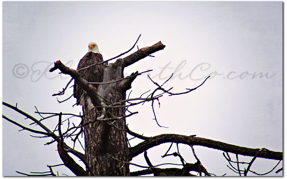 Bald Eagles at Lake Coeur d'Alene