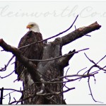 Bald Eagles at Lake Coeur d’Alene