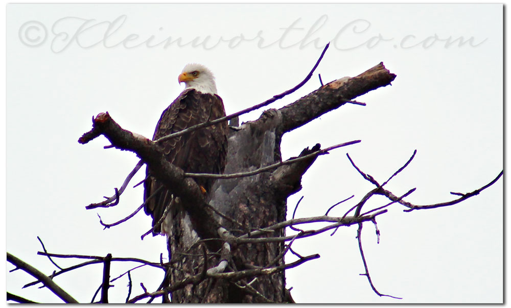 Bald Eagles at Lake Coeur d'Alene