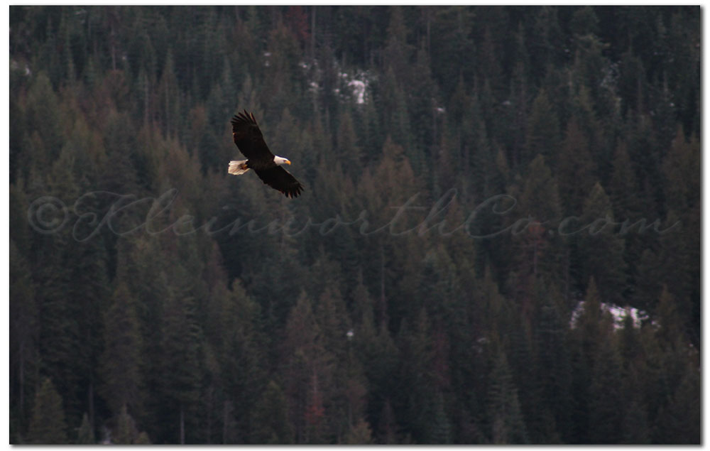 Bald Eagles at Lake Coeur d'Alene