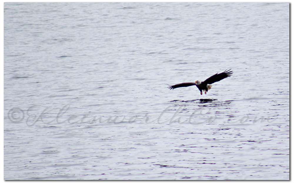 Bald Eagles at Lake Coeur d'Alene