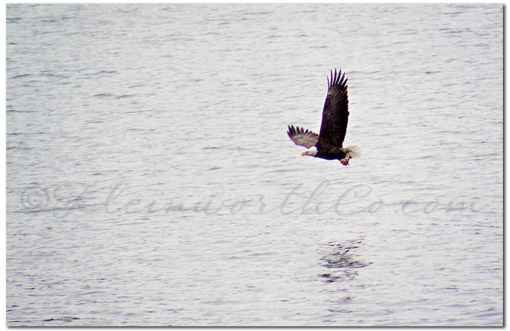 Bald Eagles at Lake Coeur d'Alene