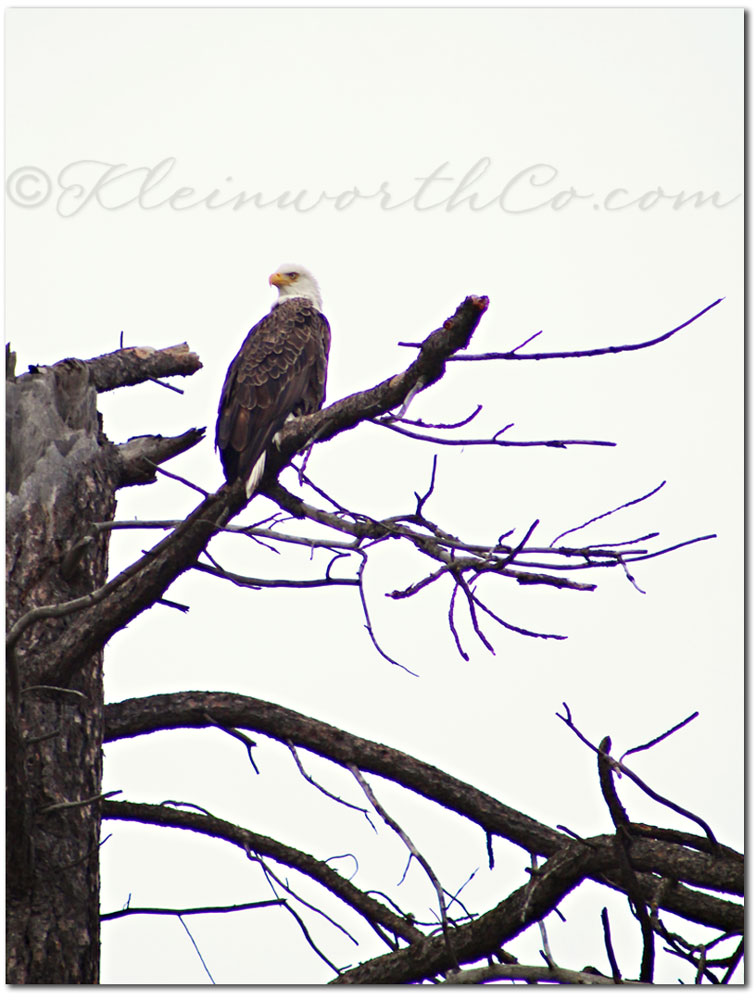 Bald Eagles at Lake Coeur d'Alene