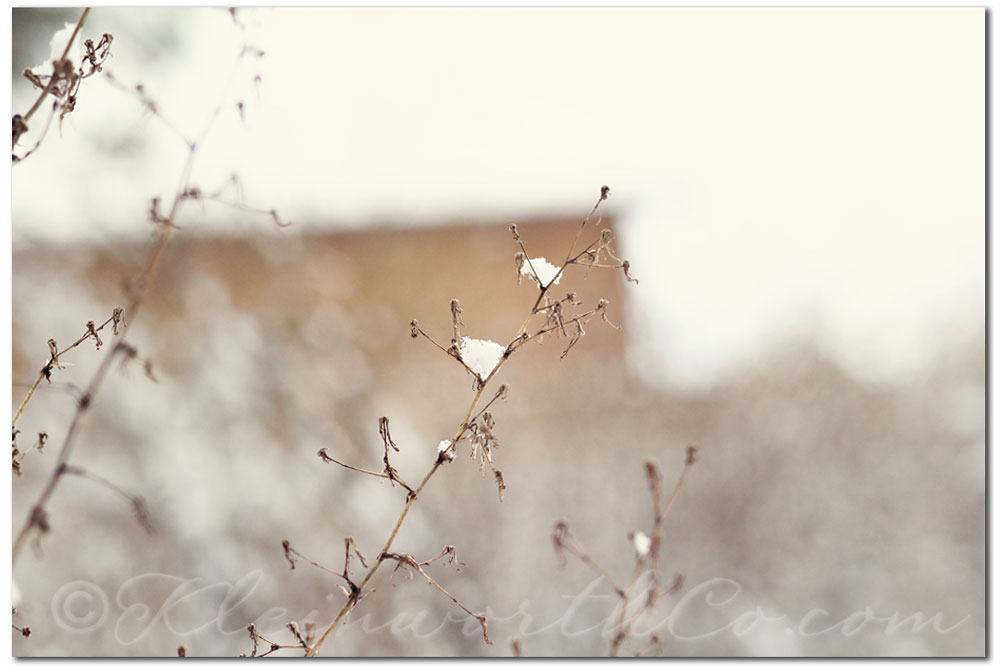 Project 52 - 2013 {Week 2}