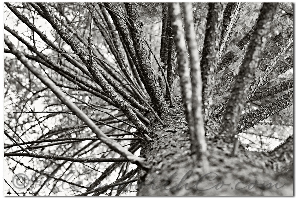 Project 52 ~ 2013 ~ Week 6, tree photo