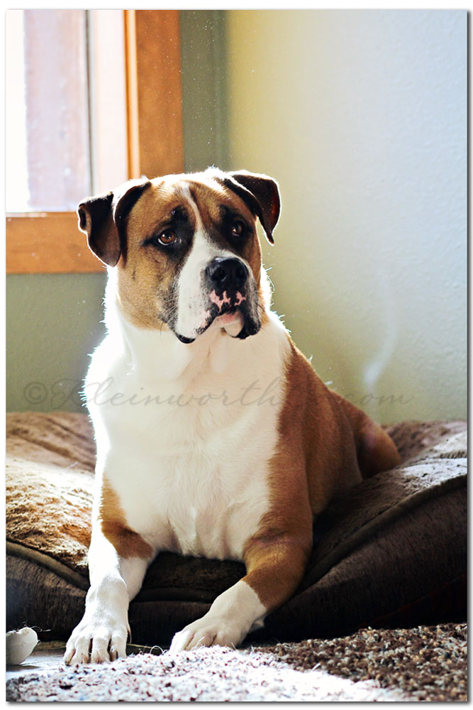 Scavenger Hunt Sunday, wiggle, dog, boxer