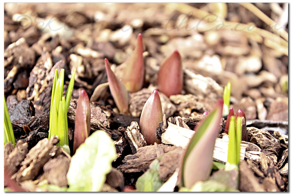 Signs that Spring is Peeking Out 