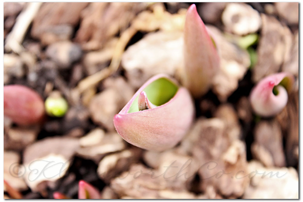 Signs that Spring is Peeking Out 