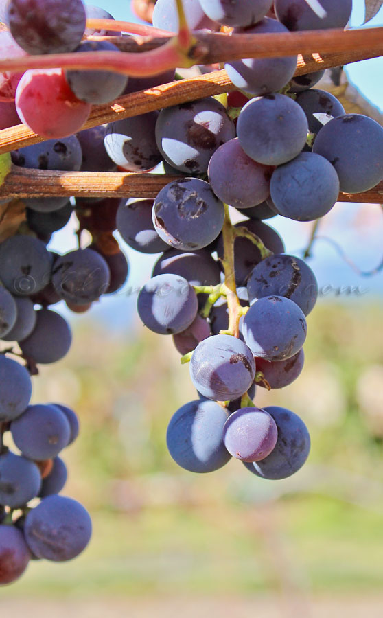 Concord Grape Spread