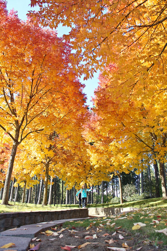 a good day, fall colors, northern Idaho, Coeur d'Alene