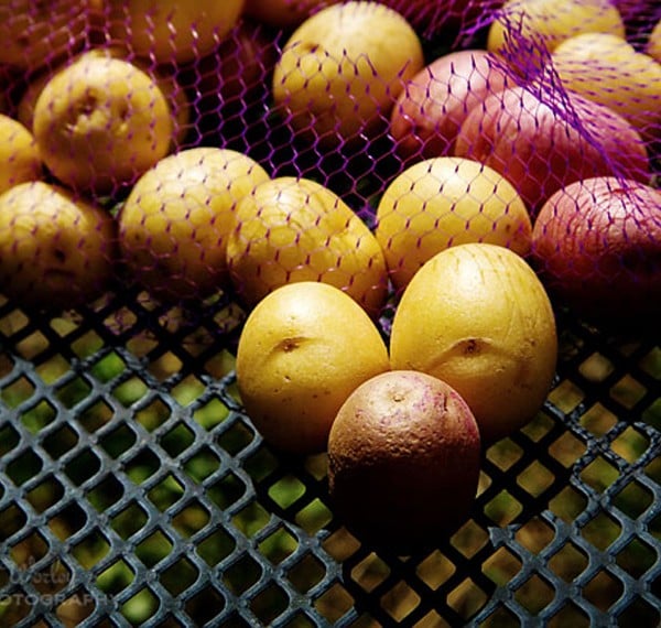 planting potatoes