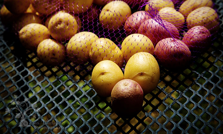 Planting Potatoes