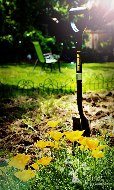 Planting Potatoes