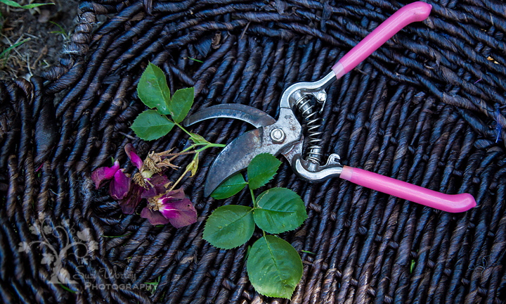 Cutting Roses