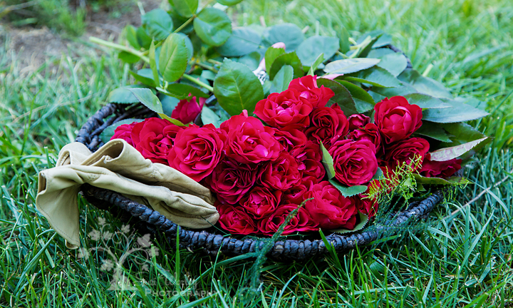 Cutting Roses