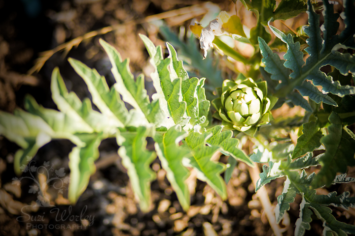 Companion Planting