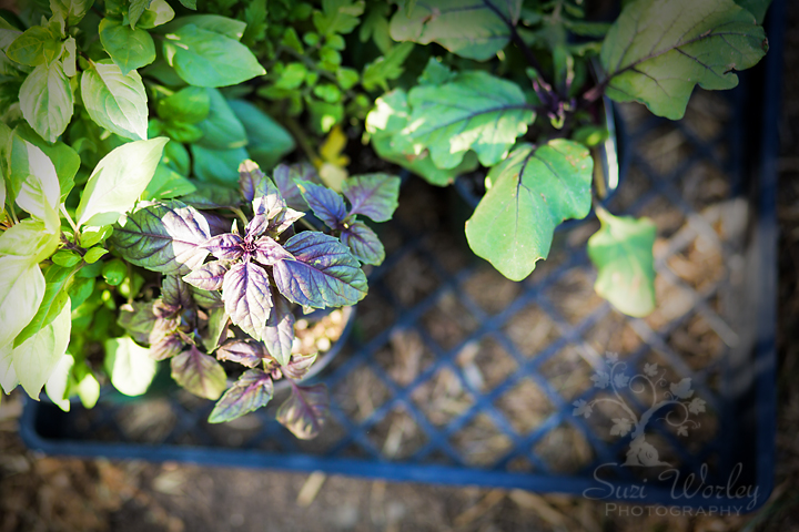 Companion Planting