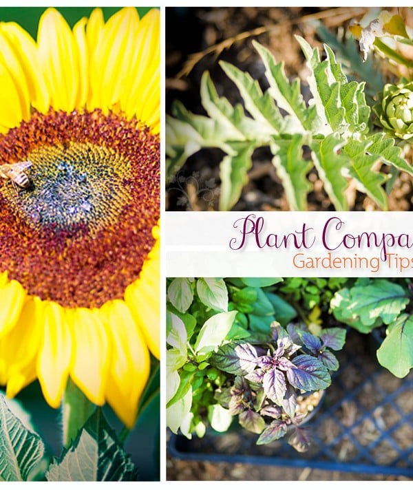 Plant Companions