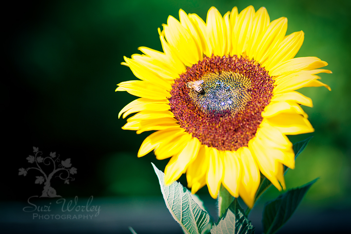 Companion Planting