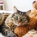 Sleepy cat - Caring for Cats : How to Spoil a Cat