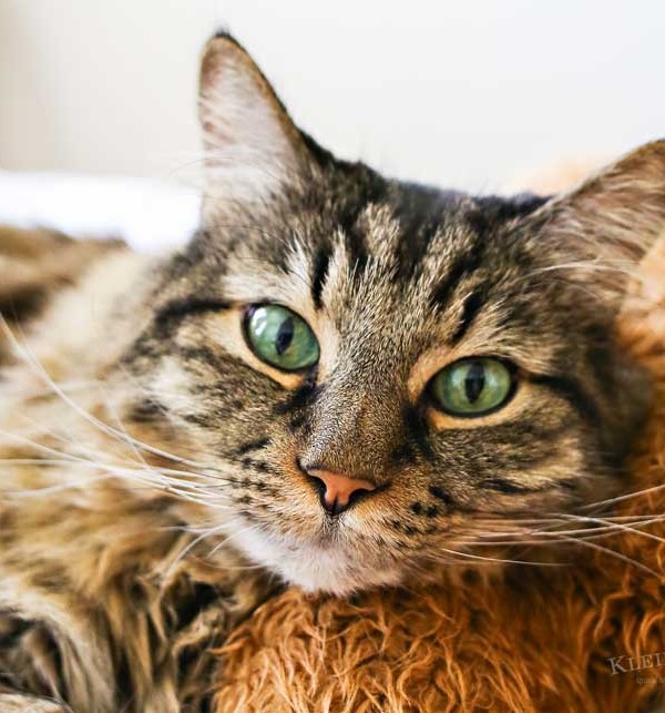 Caring for Cats : How to Spoil a Cat
