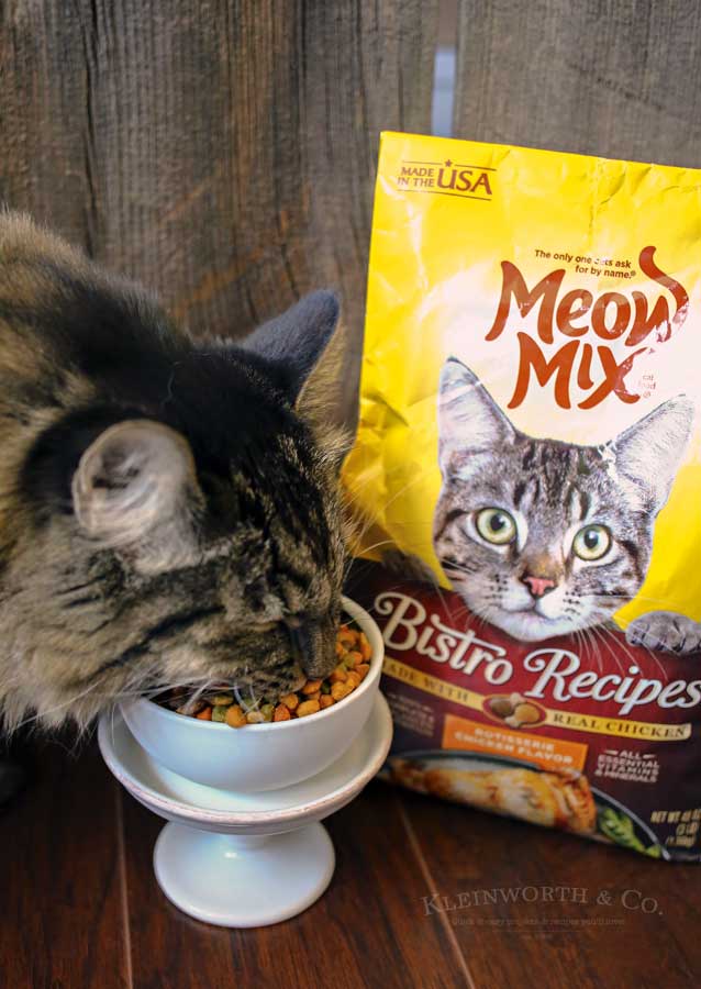 Hungry- Caring for Cats : How to Spoil a Cat