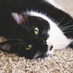 Best Tips for Healthier Cats