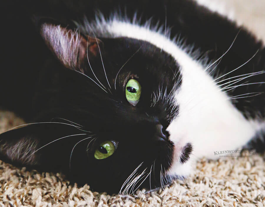 Best Tips for Healthier Cats