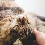 Best Tips for Healthier Cats