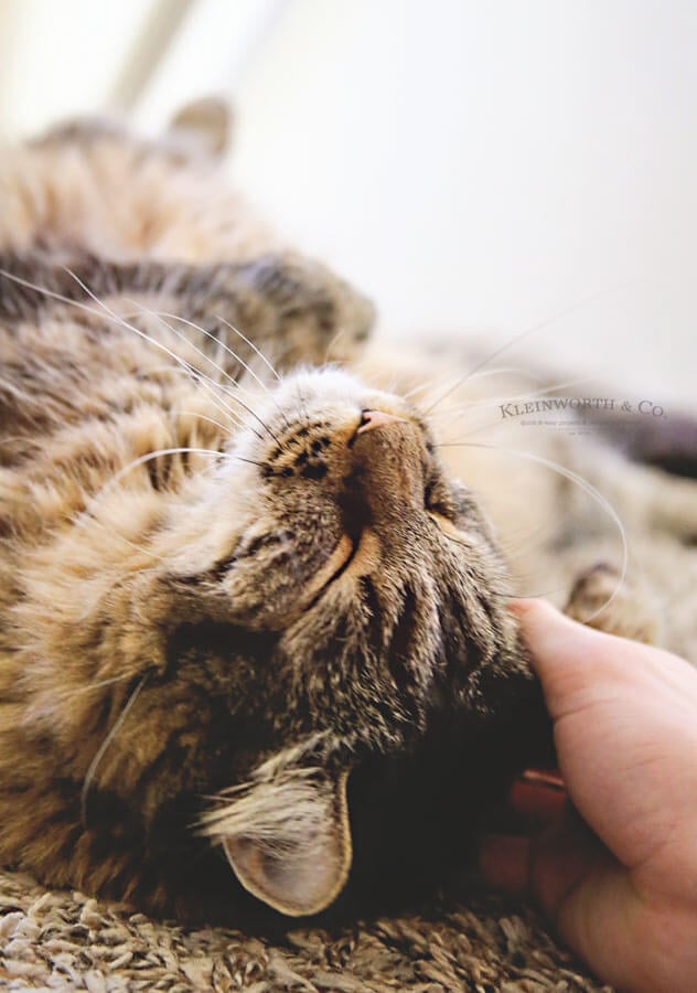 Best Tips for Healthier Cats