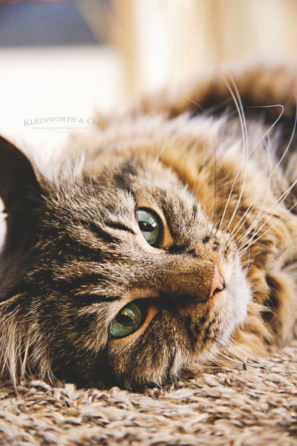 Best Tips for Healthier Cats