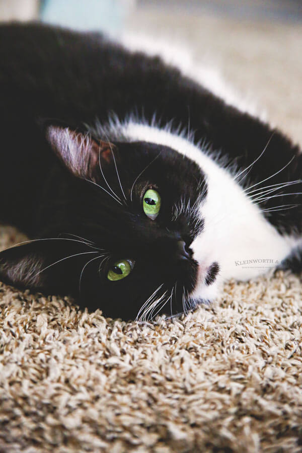 Active Exercises & Tips for Cats