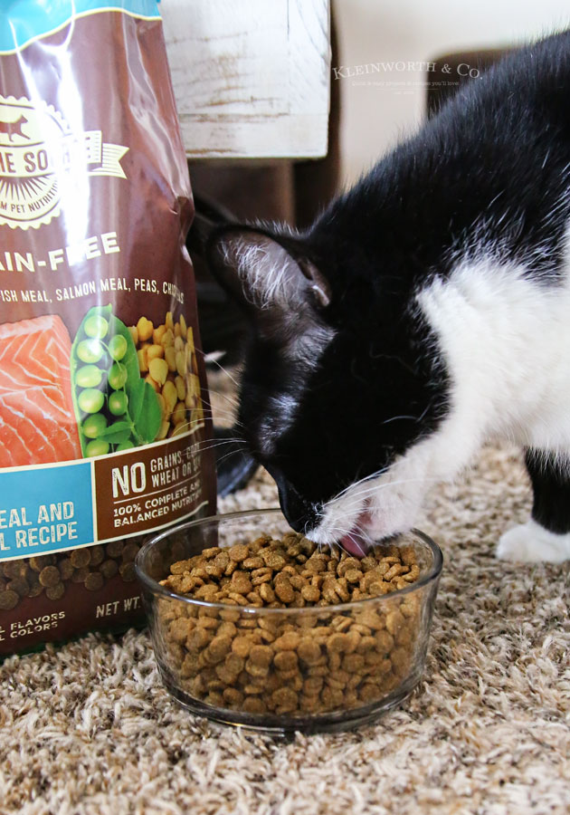 best cat food for detox