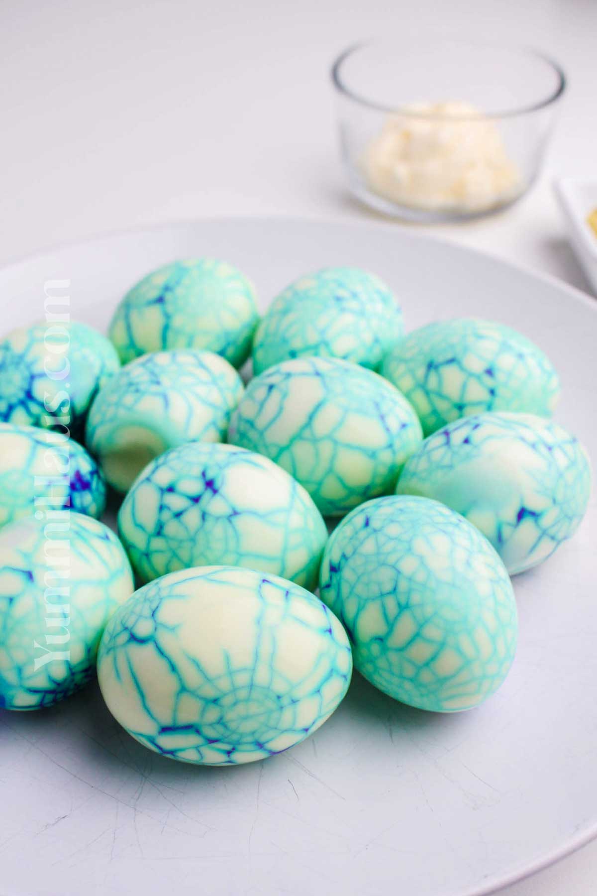 spider web eggs