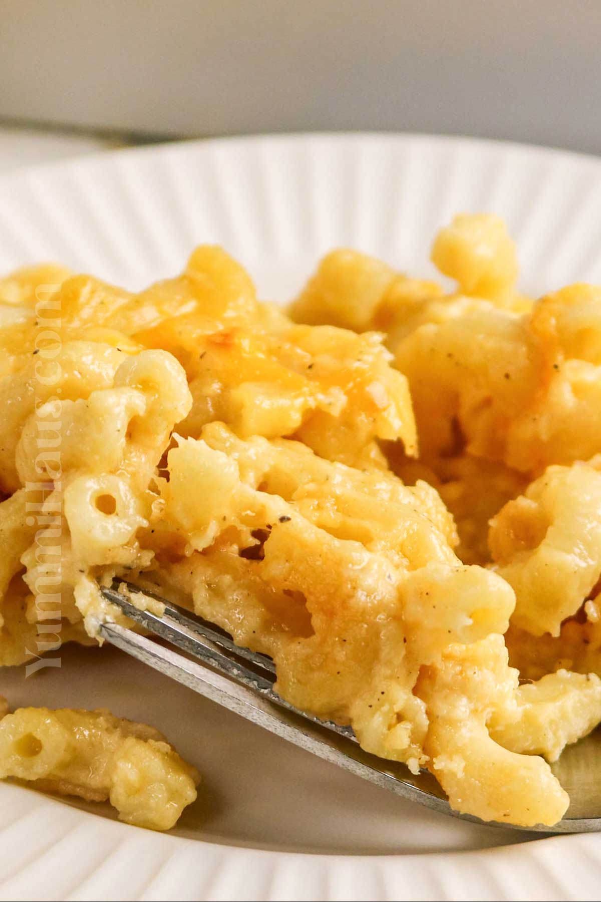 served cheesy pasta