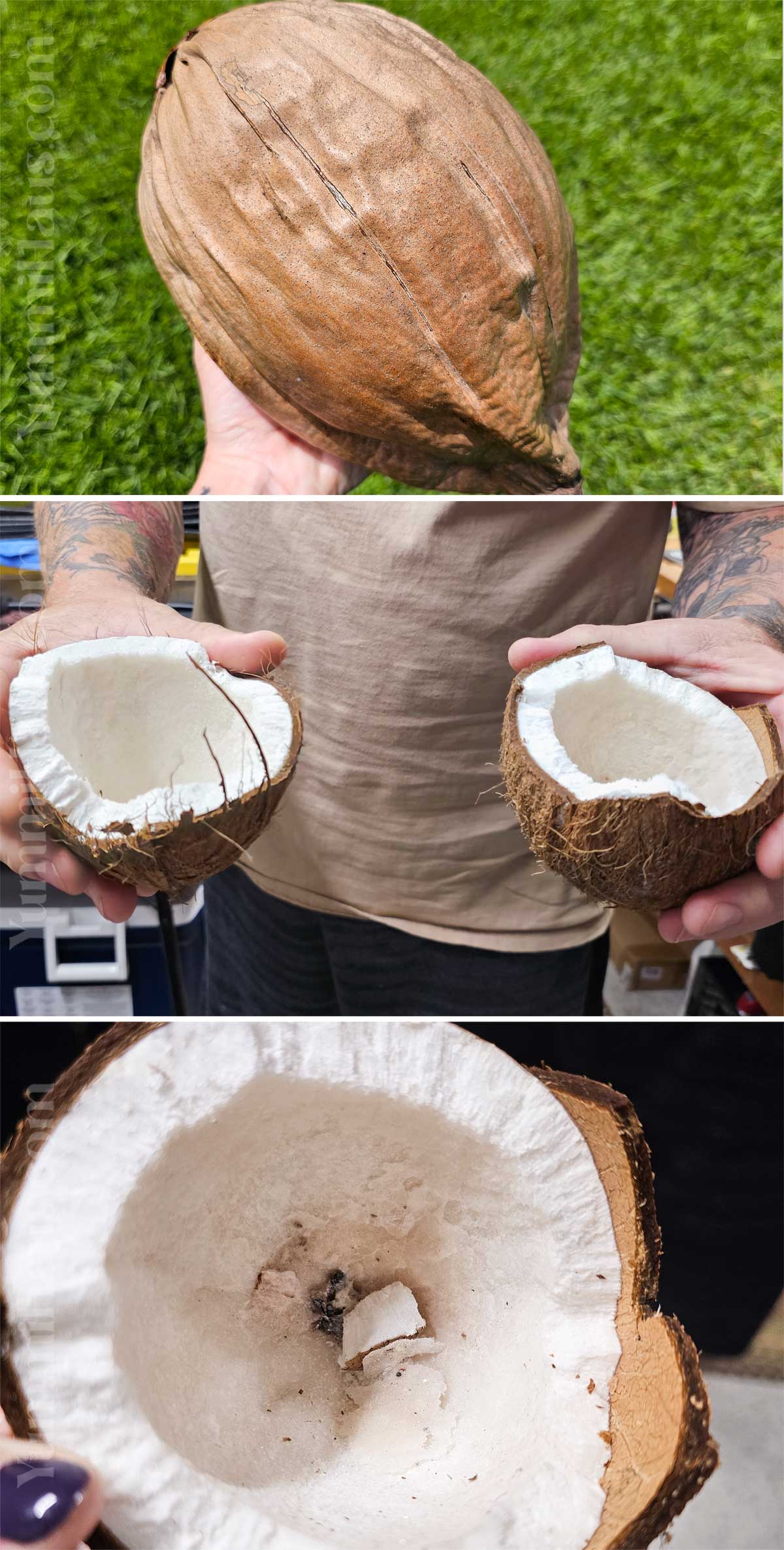 process of opening a coconut